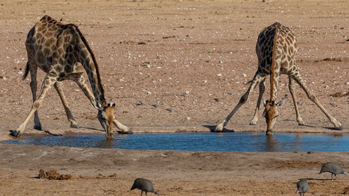 Die Giraffen trinken, wir stossen an!